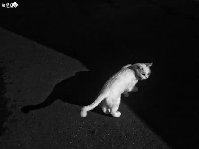 夜间巡逻的猫
