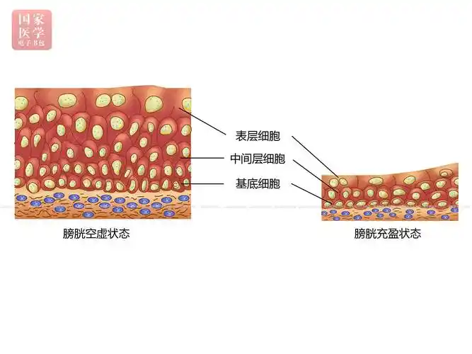 复层柱状上皮stratified columnar epithelium:数层细胞,浅层细胞呈柱
