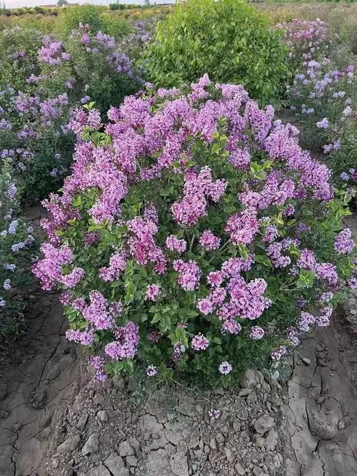 出售 紫丁香球 大叶丁香球 小叶丁香球 冠幅饱满价格优惠园林绿化