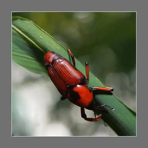 p>竹象虫, i>otidognathus davidis /i> fair,属鞘翅目 a href="#">