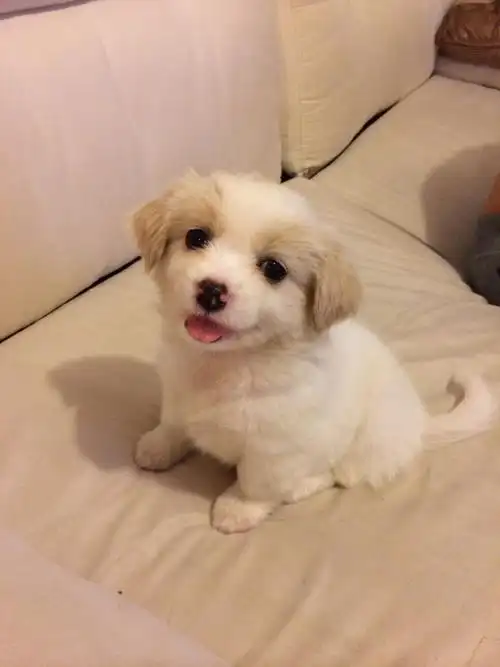 芝麻开门# 2014-09-01 20:08mmmhoneybaby| 分类:宠物 分享到:  1