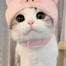 网红猫咪泡芙表情包