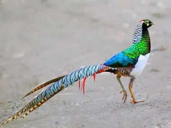 雉,俗称野鸡,又叫山鸡,是除孔雀外,最类似凤凰的鸟类.它们毛色