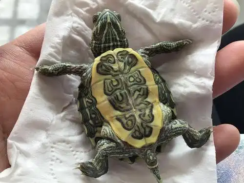 小乌龟肚子裂开了求助甲壳
