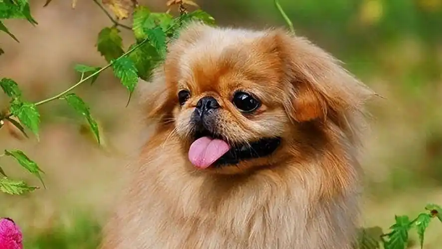 京巴犬性格傲慢,且学东西不快因为贵族犬的名号,所