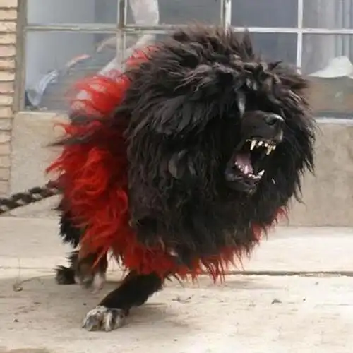 世界目前"仅存的"一只藏獒之王:鬼獒王