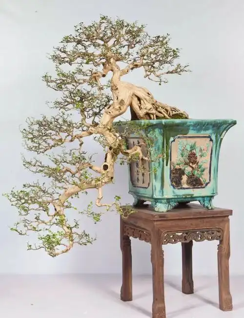 鬼斧神工赏盆景之十六:悬崖式盆景