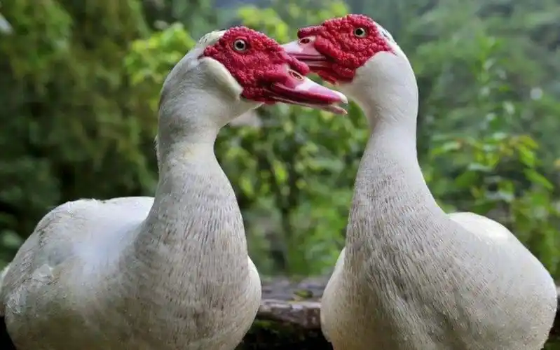 鹅和鸭杂交会生出什么?说出来你可能不信,这也太吓人了
