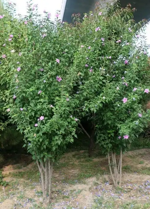 木槿树苗丛生木槿基地批发