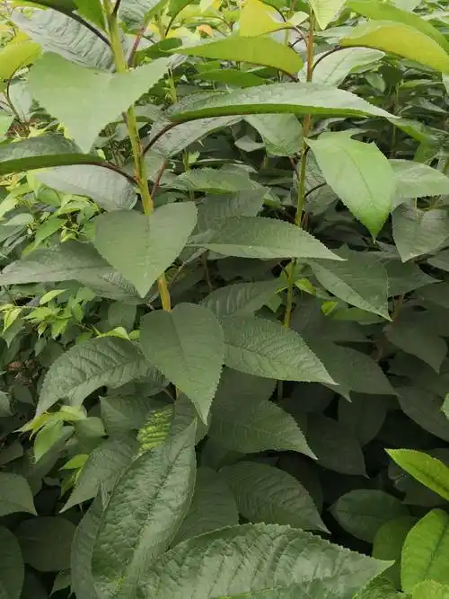 为保证嫁接苗质量亲自到朋友果园采大樱桃枝条