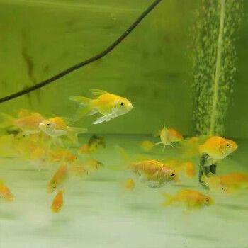 水财神(water richer)黄金蝴蝶鲤鱼苗贵妃短身锦鲤黑彗星冷水鱼淡水鱼