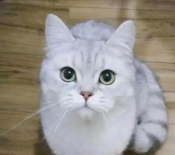 银渐层猫吃什么会长胖?如何把银渐层养胖|猫粮|增肥|绝育|驱虫|宝宝添