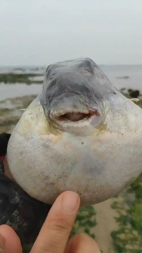 这条河豚也太胖了,到底在海里吃了多少的美食