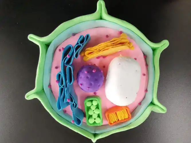 制作真核细胞模型凝聚学科核心素养