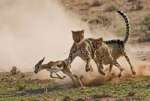 掠食者:虎鲸吹气泡圈鱼 蜻蜓有3亿年捕猎生涯(图)