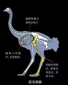 鸵鸟骨骼 解读"不像鸟"的第一大鸟老大一落地就狂奔,不过跑错了方向.