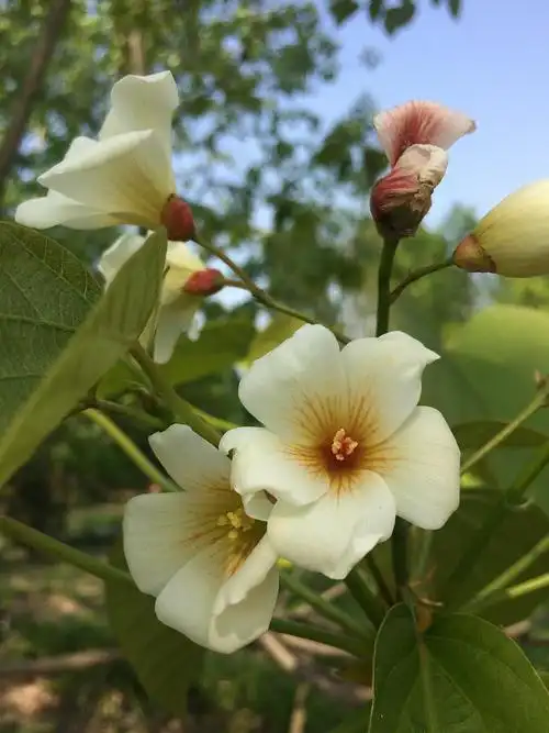 油桐/vernicia fordii (金虎尾目 大戟科 油桐属)