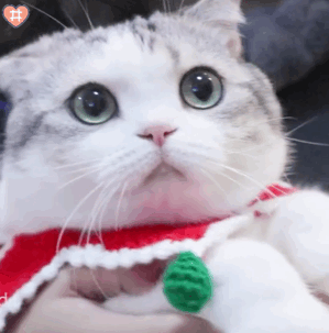 猫咪表情包动图小泡芙表情包动图