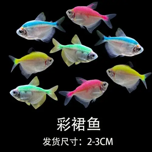 彩裙七彩裙鱼观赏鱼活体淡水小型热带热带鱼鱼群鱼