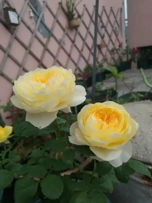 名叫圣女贞德,简称贞德,荷兰园艺师2006年育成推出的一款观赏型月季花