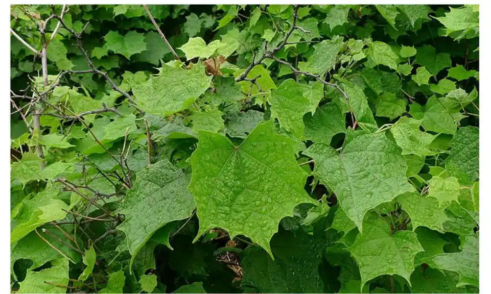 中药古今研究:八角枫