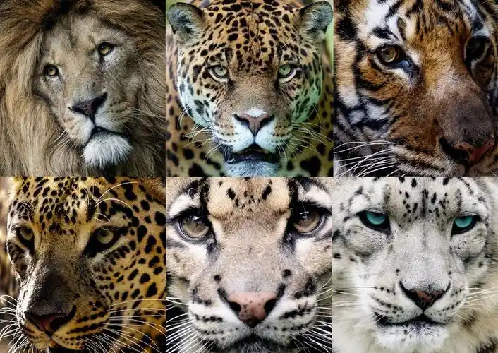 科学家和公众对脊椎动物(鱼类,两栖类,爬行类,鸟类,哺乳类)相当熟悉