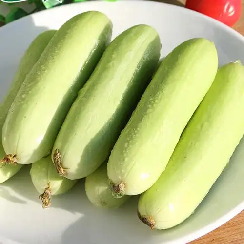 黄瓜翡翠迷你水果种子白玉种籽无刺小黄瓜蔬菜蔬菜种子