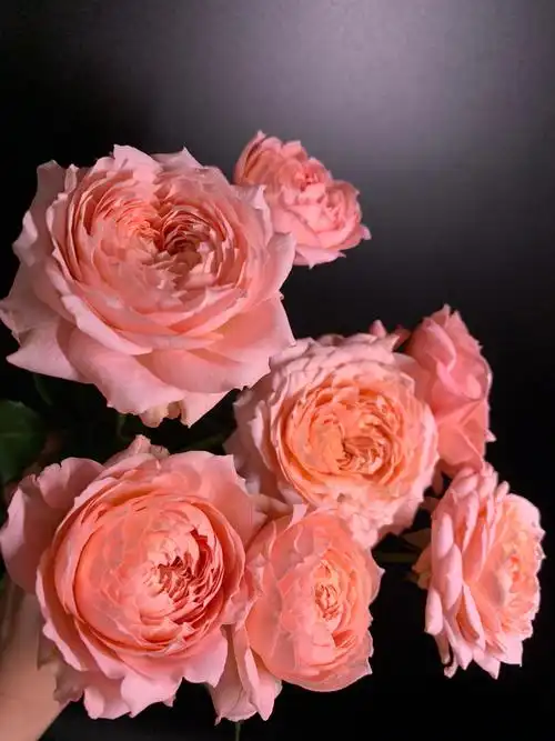 玫瑰37多头朱丽叶塔