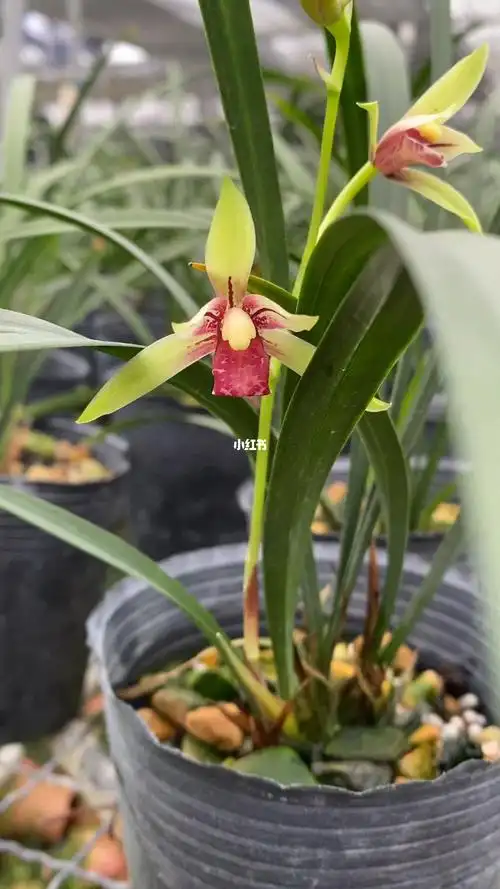 精品兰花  #兰花  #花卉绿植  #我爱绿植  #室内绿植  #小国魂