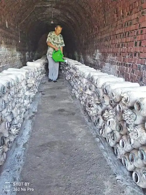 地窖里长出"脱贫菇"