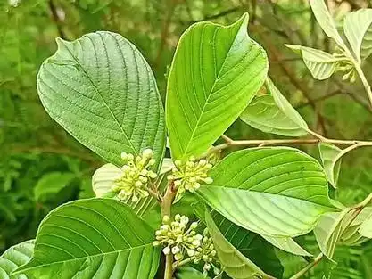 广东睇牛仔,苦李根,长叶冻绿,掌牛仔,黄药等,你们都叫它什么?