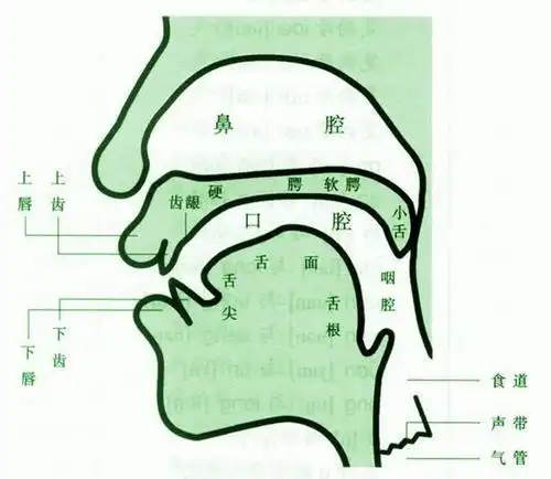 平翘舌的发音_普通话基础发音课程在线听_语言-喜马拉雅fm