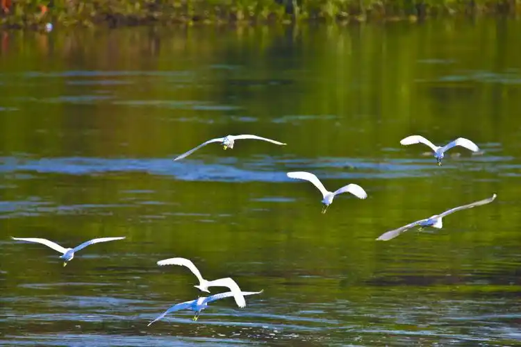 我为817献上最美白鹭!