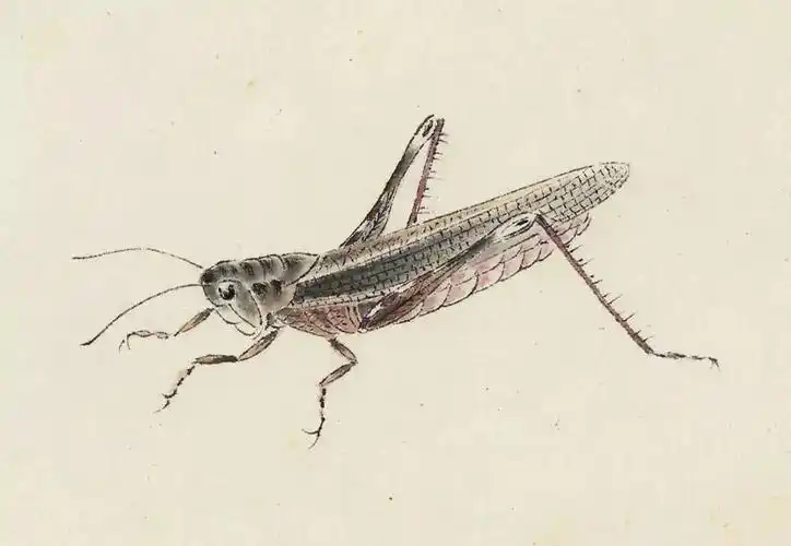 名家赏析白石老人笔下的草虫一