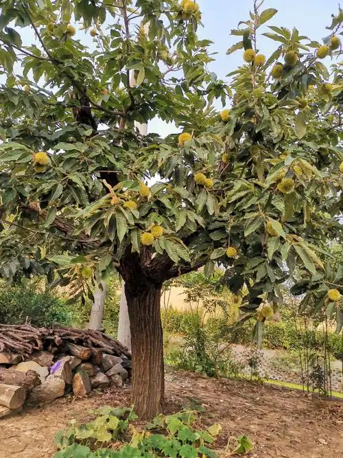 秋高气爽,硕果累累