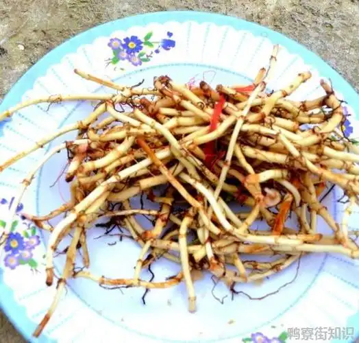 鱼腥草与茅草根的区别(鱼腥草和茅草根是一样的吗) - 鸭寮街知识