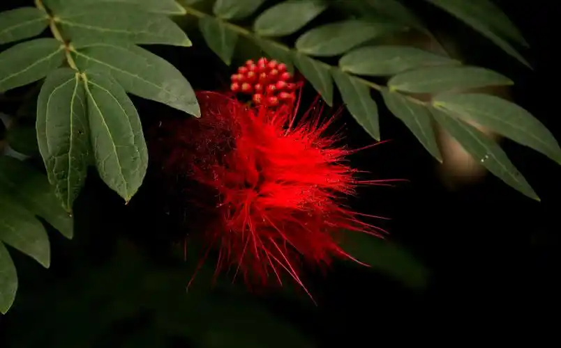 朱缨花,豆科,朱缨花属落叶灌木或小乔木;枝条扩展,小枝褐色,粗糙.