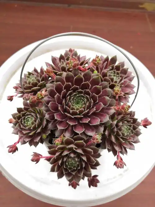 紫牡丹怎么养为什么养不大