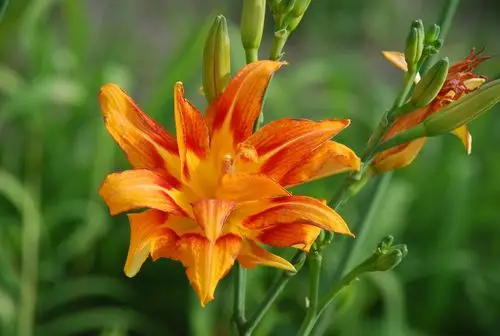 纵有一庭萱草,何曾与我忘忧,美丽的重瓣萱草