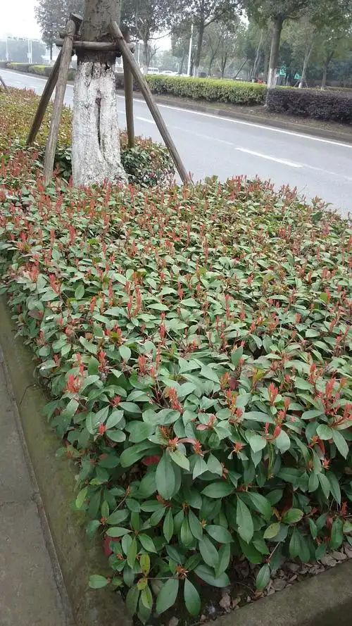 请问南方路边上的绿化一般都有什么树和花草,有照片,请认识的大神帮忙