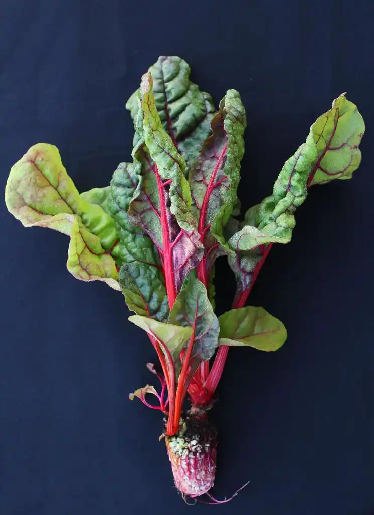 莙,瑞士甜菜的特写