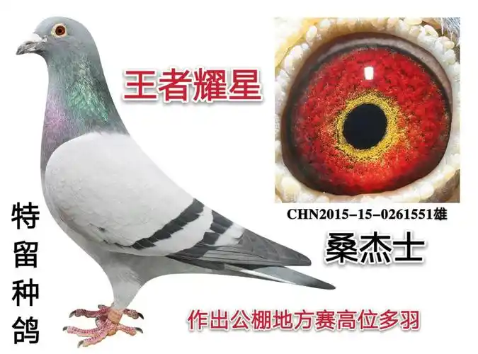 桑杰士551 - 山东王者荣耀鸽舍