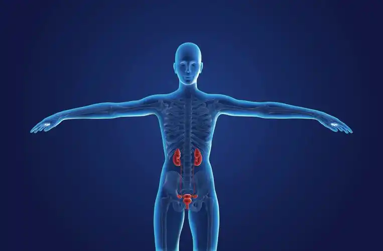 肾在哪个位置图片