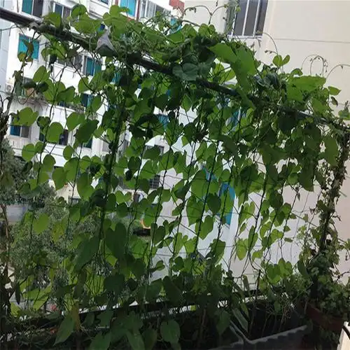 可狄kedi植物爬藤网园艺瓜果蔬菜百香果丝瓜黄瓜葡萄爬藤网搭架遮阳网