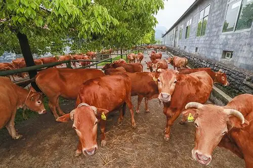 花垣县德农牧业公司湘西黄牛保种繁育场一角.