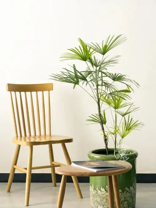 独自成景金山棕