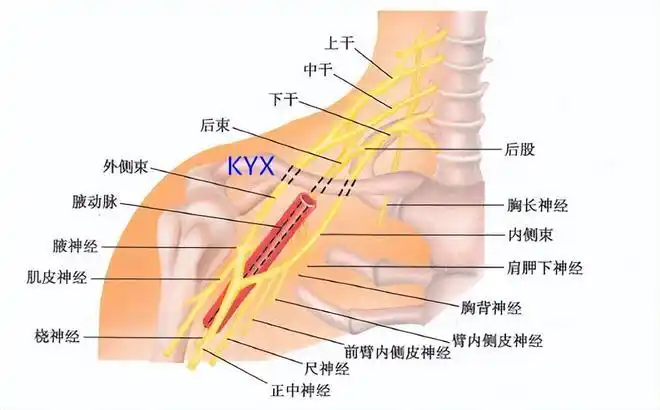 肩膀疼痛是怎么回事?9种病因告知您,再也不盲目咨询