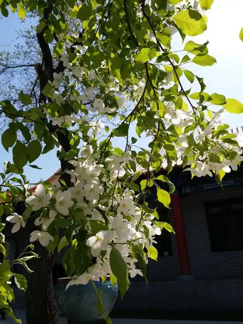 【原创摄影】开白花的树