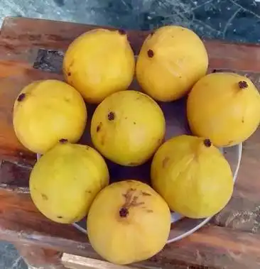 [山竹批发]野生黄皮山竹子够清甜,够新鲜.价格5.00元/斤 - 一亩田