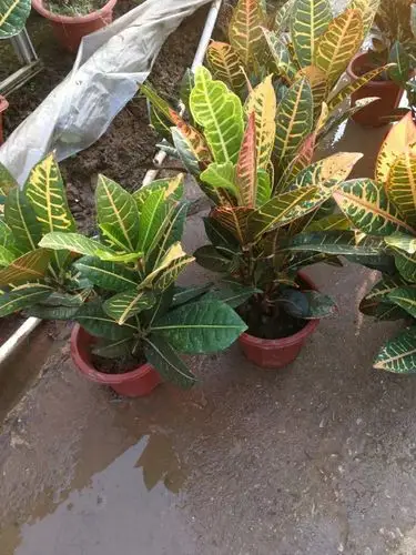 910供应 进口 彩霞 变叶木 20-50cm高七斤袋盆栽苗 基地直销